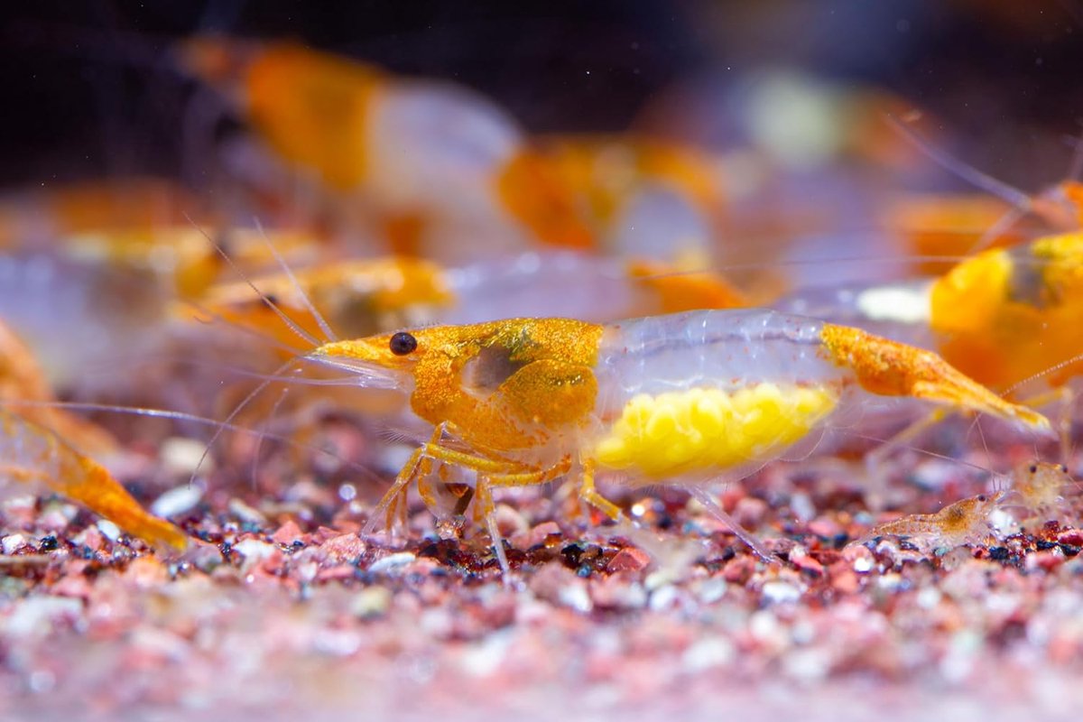 Neocaridina garnalen 10 stuks - Orange Rilli - Algeneters - Natuurlijke aquariumreiniger - SnelShoppen