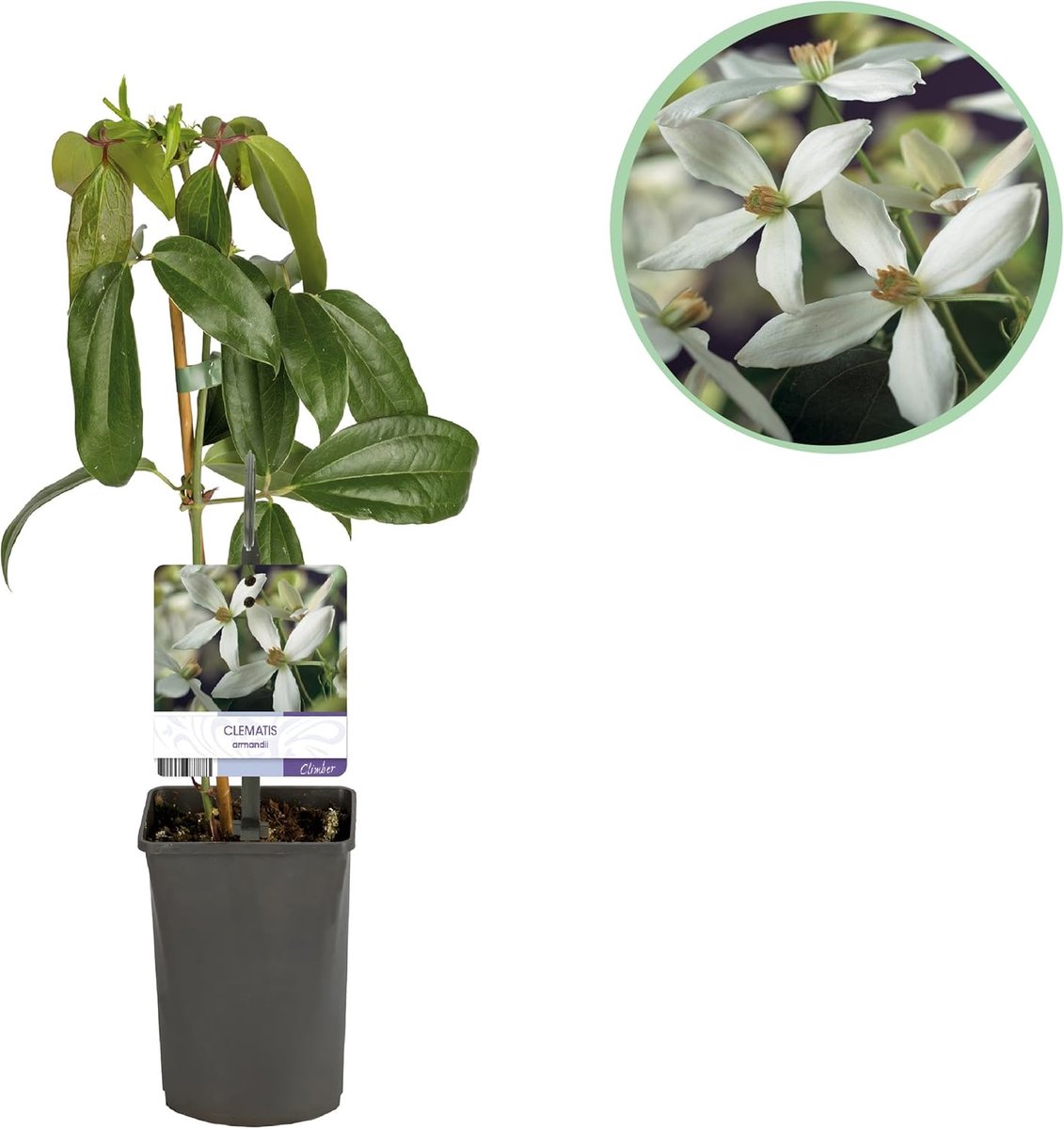 - Clematis armandii - Bloem Wit - Groenblijvend - Weinig onderhoud Pot 11cmcm - 30-40cm - Ø10cm - Tuinplant