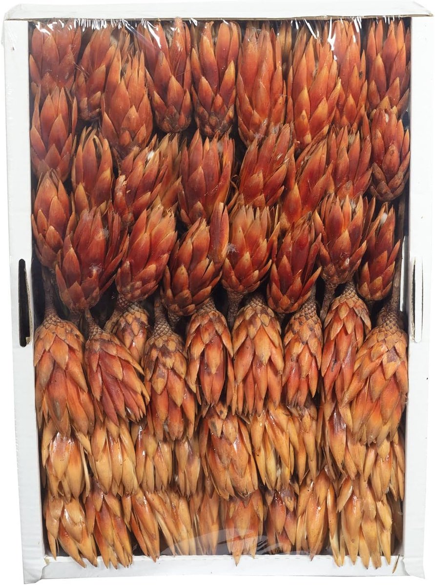 Repens - groot - 100 stuks - licht gevlamd