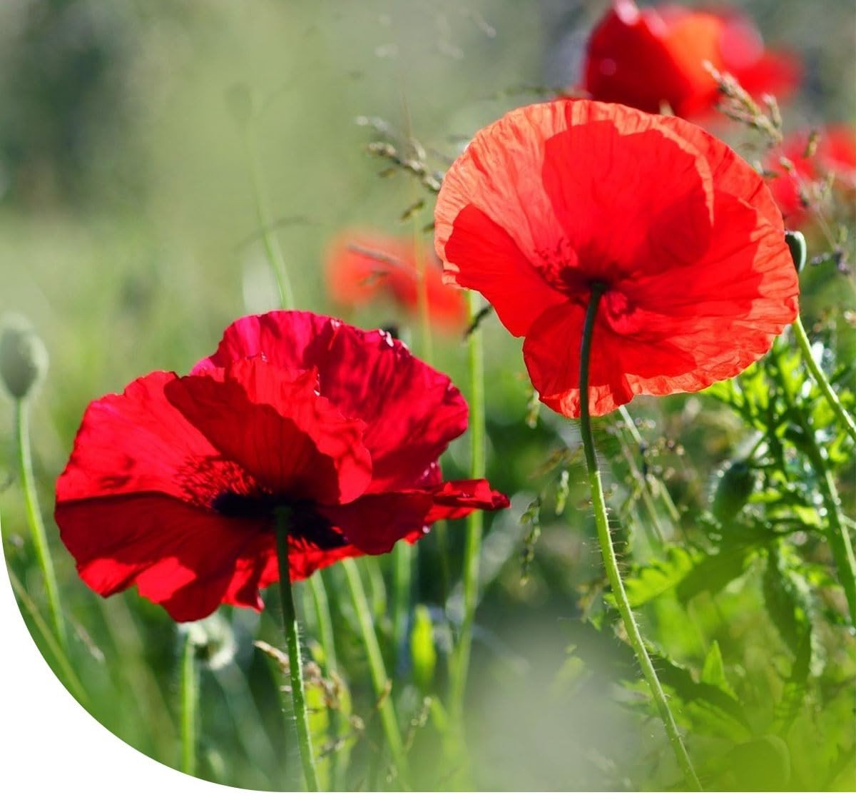 Dailygoods- Klaproos Zaad 10 Gram - Meerjarig Bloemzaad - Eenvoudig te Zaaien - Prachtige Rode Bloemen - Bloemzaadjes Cadeau - Papaver Rhoeas
