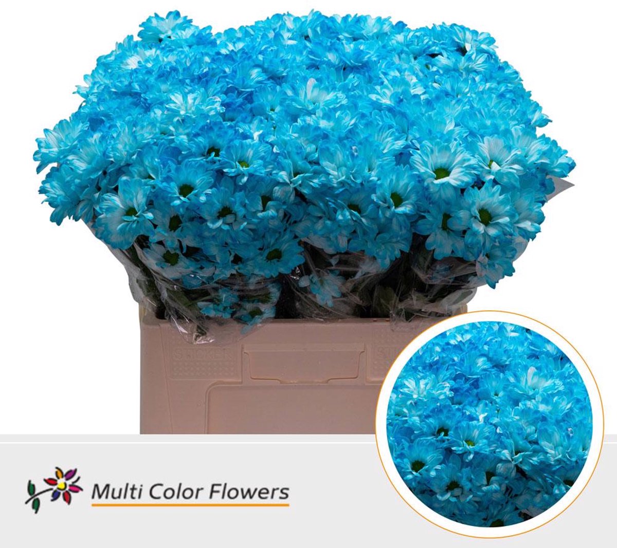 10x Chrysant kennedy blauw 60cm