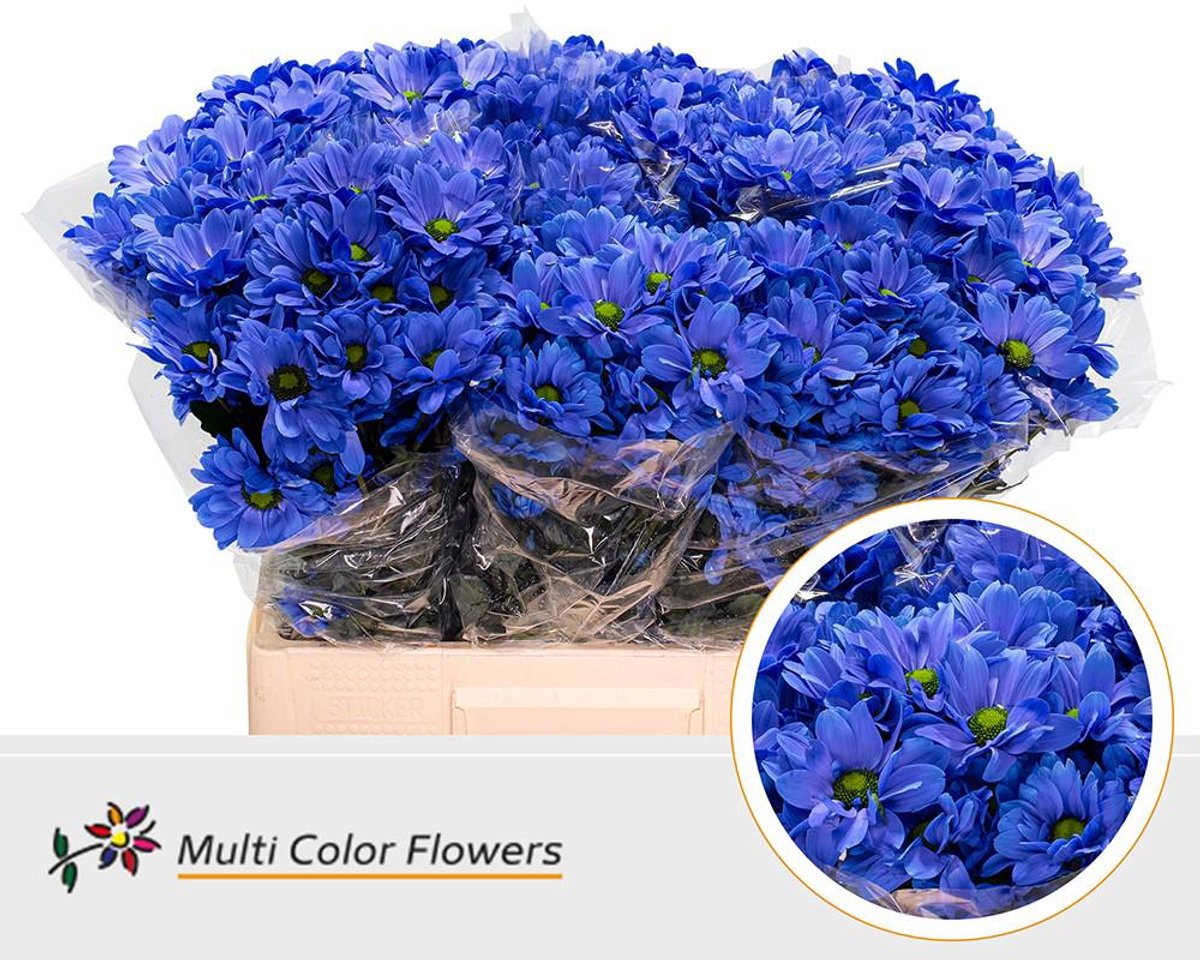 10x Chrysant kennedy blauw 60cm