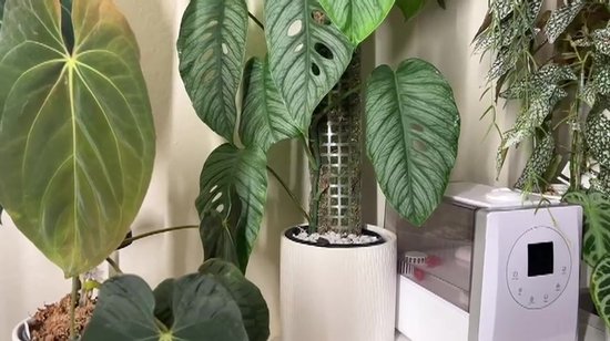 Mosstok voor Planten - Mosstok Monstera - Plantenstokken - 61cm - voor Monstera, Pothos en Meer - 6 Stuks