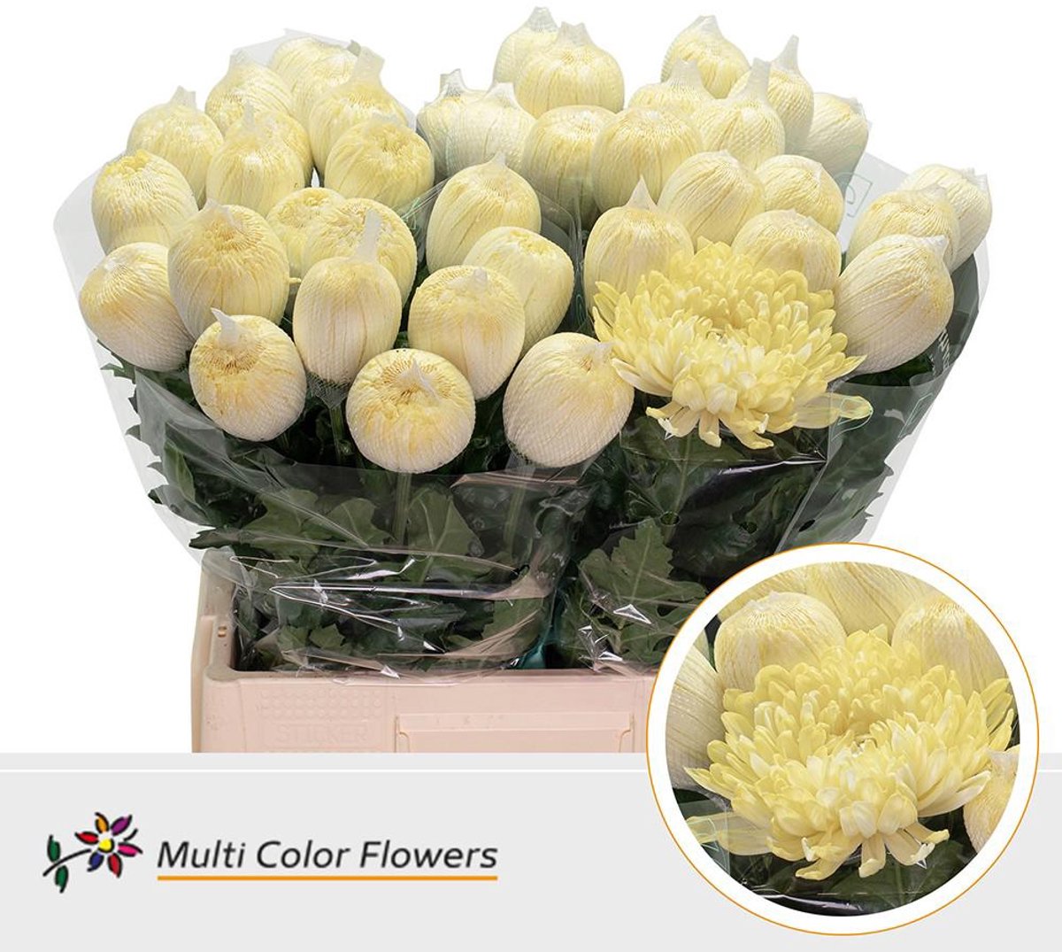 10x Chrysant antonov creme 70cm