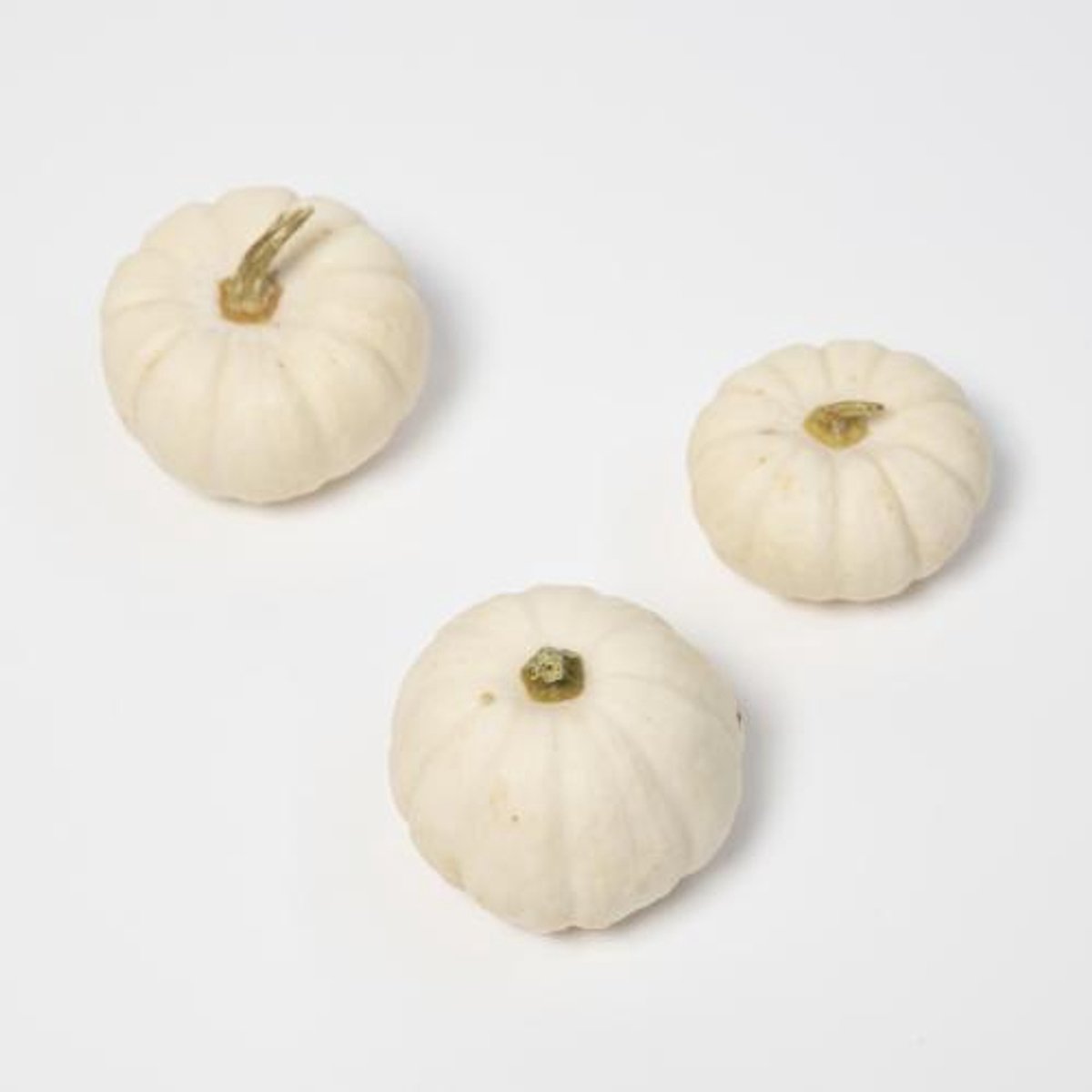 8x Sf cucurbita baby boo 10cm
