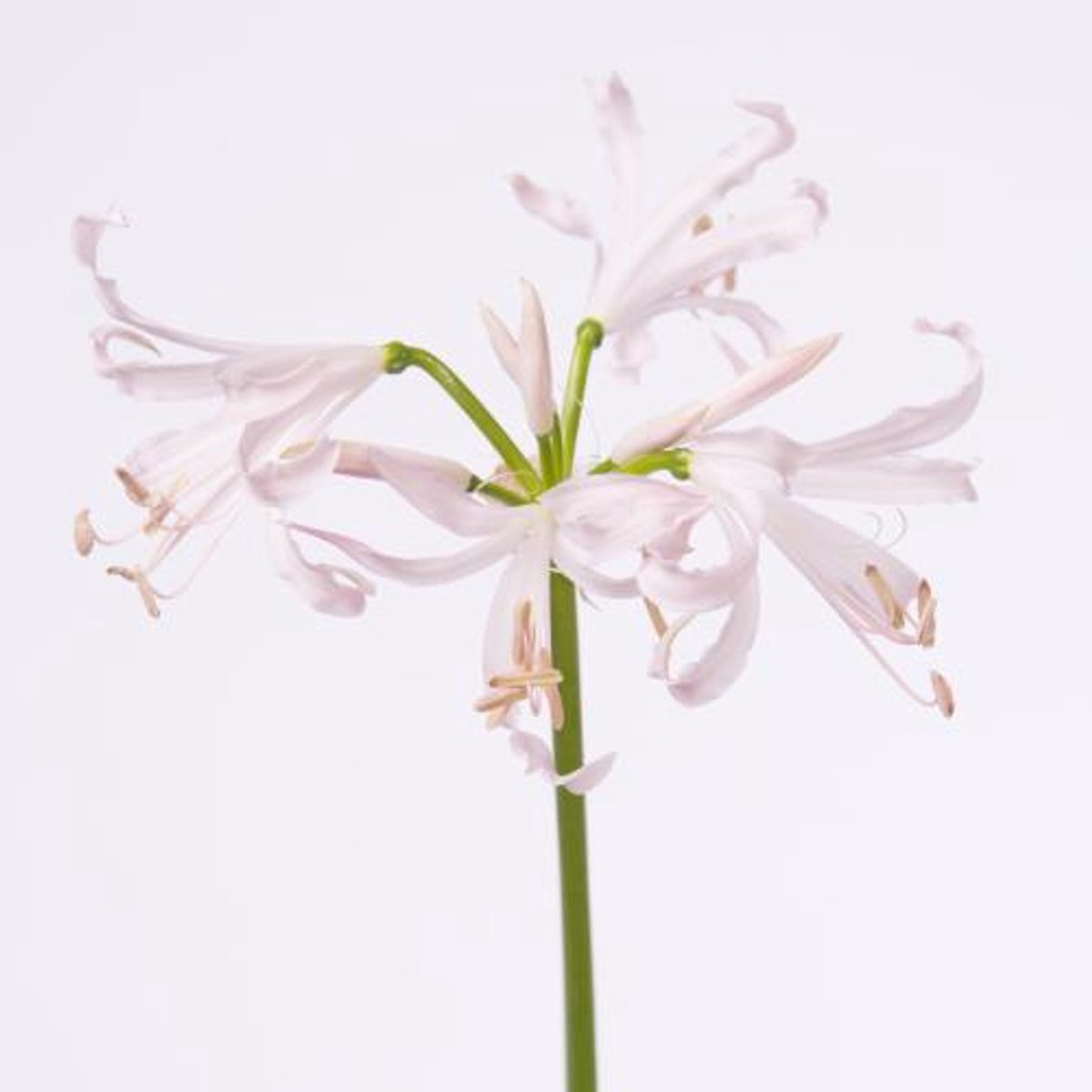 10x Nerine sofie 70cm
