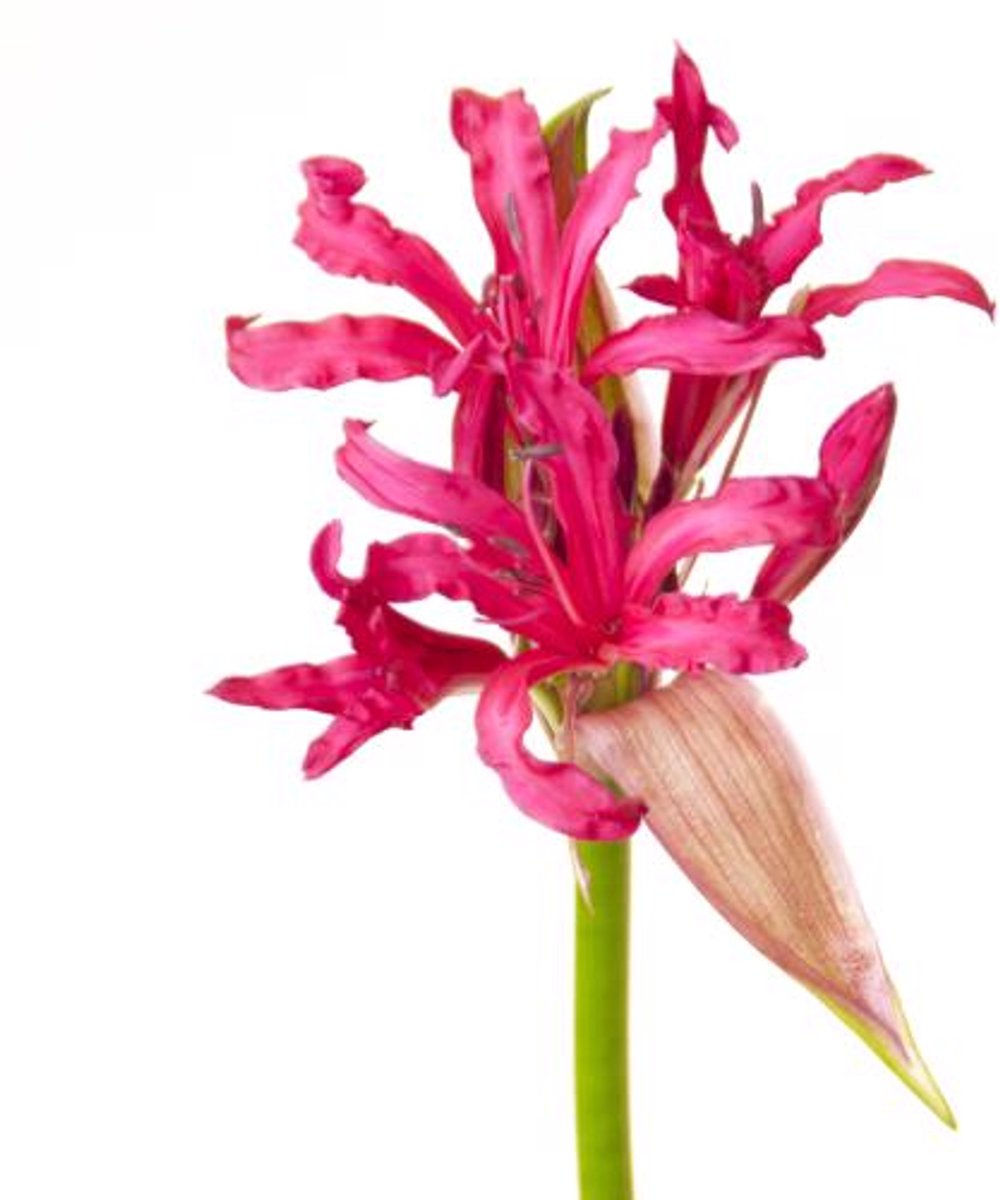 10x Nerine favoriet 70cm