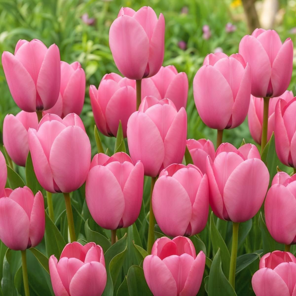 Tulpen Bloembollen Winterhard - Single Pink Passion - 25 stuks - Roze - Bloem Bollen Mix - Tulpenbollen Meerjarig