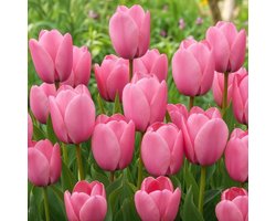 Tulpen Bloembollen Winterhard - Single Pink Passion - 25 stuks - Roze - Bloem Bollen Mix - Tulpenbollen Meerjarig