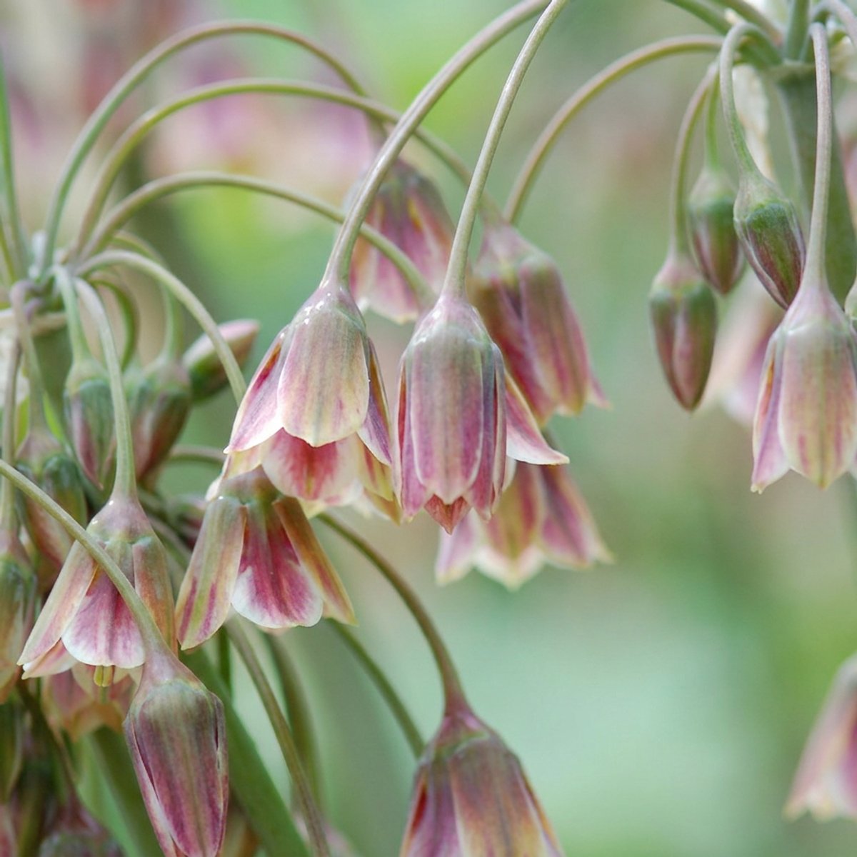 Green boutiQ - 120x Allium Siculum - Siciliaanse honing knoflook - Rood - Zomerbloeier - Bolmaat 8/10
