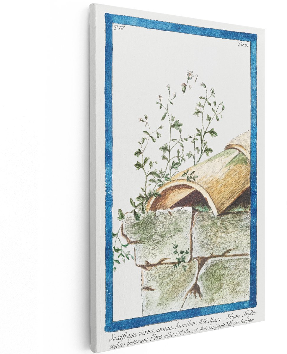 Artaza Canvas Schilderij Botanische Illustratie Saxifraga - 100x150 cm - Groot - Wanddecoratie Bloemen Vintage - Muurdecoratie Plant - Decoratie Woonkamer