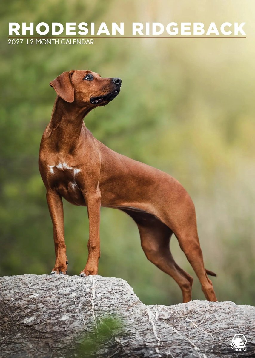 Rhodesian Ridgeback A3 Kalender 2027