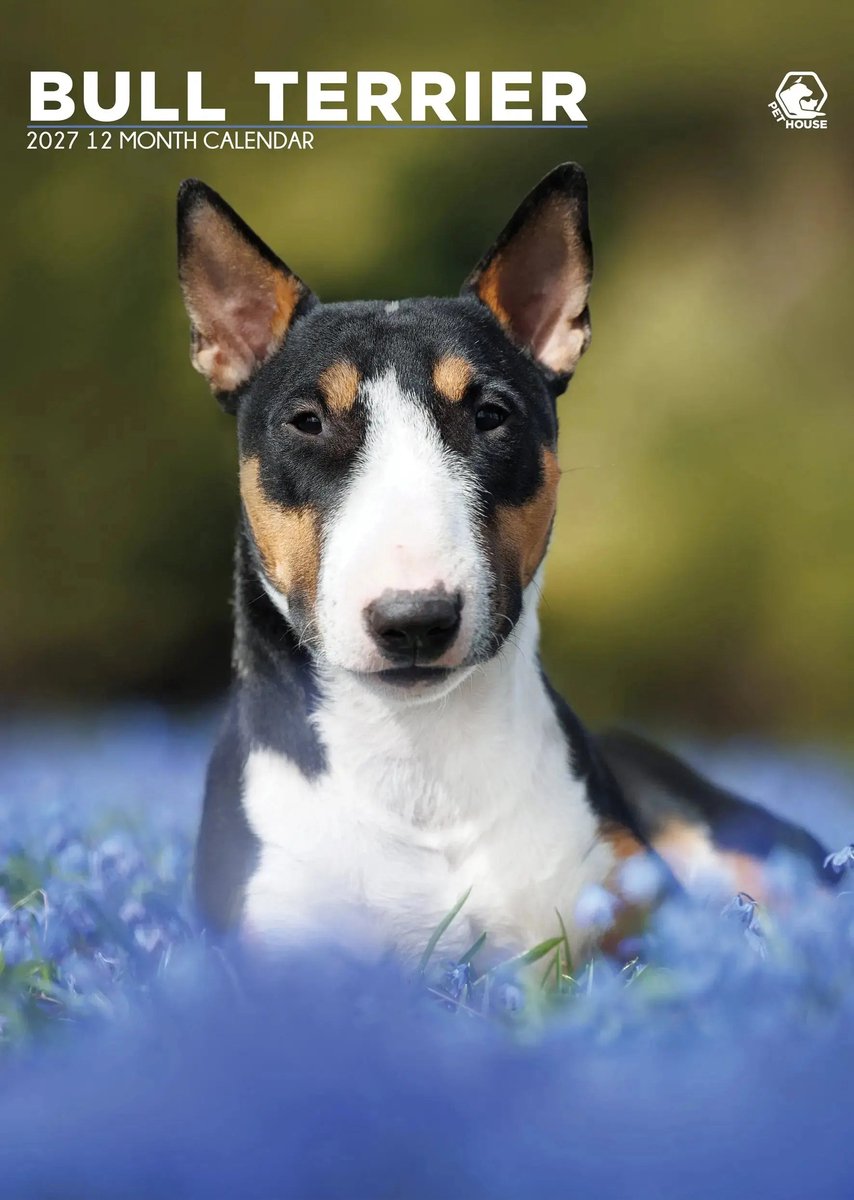 Bull Terrier A3 Kalender 2027