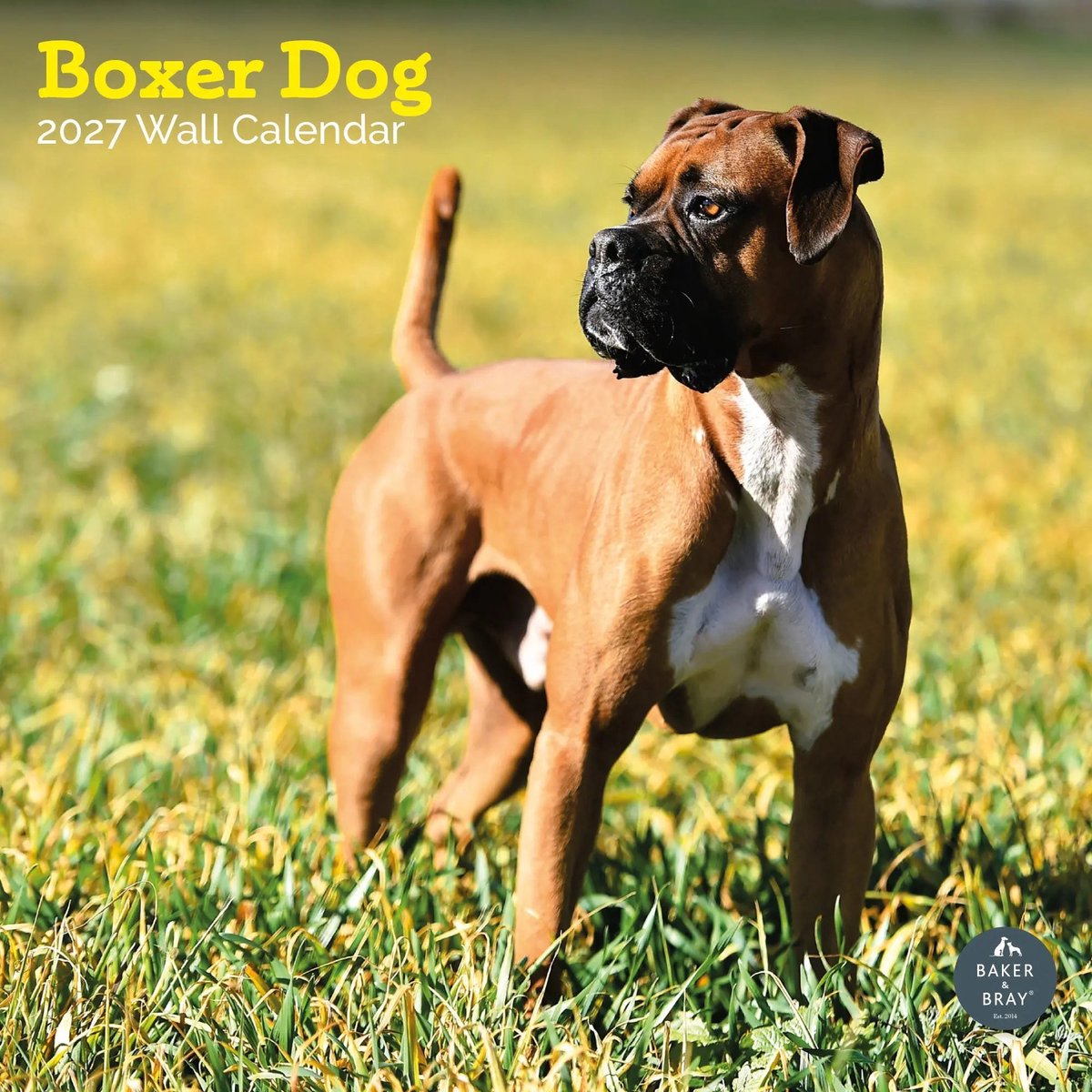 Boxer Kalender 2027