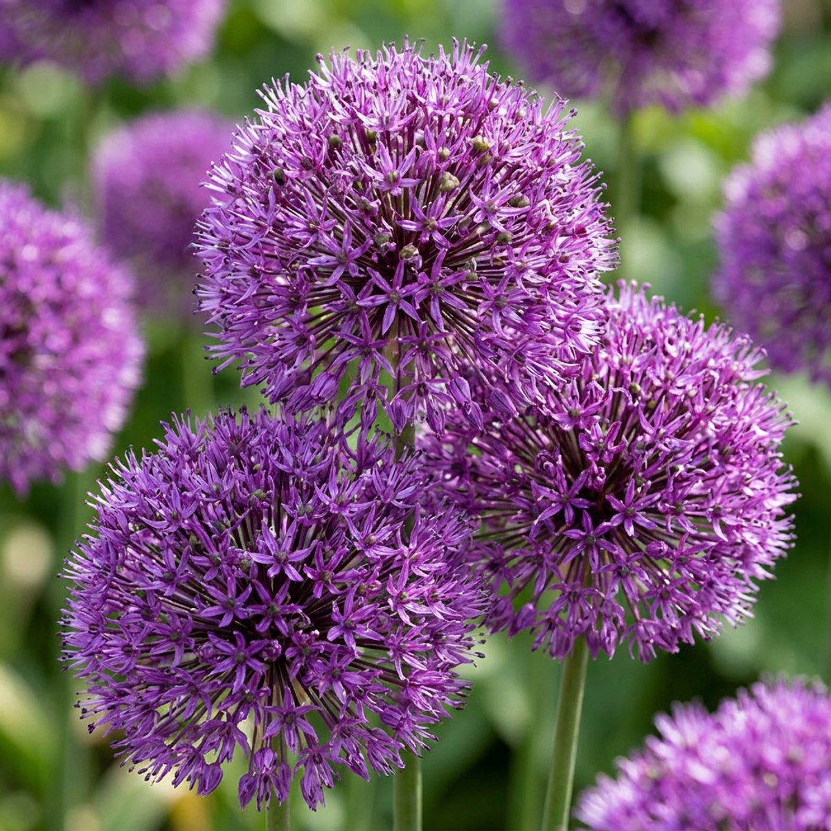 Green boutiQ - 120x Allium Purple Sensation - Sierui - Paars - Zomerbloeier - Bolmaat 10/12