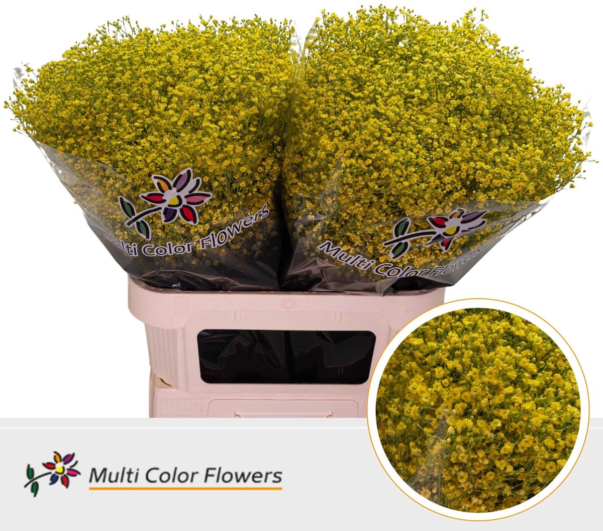 25x Gipskruid m.stars geel 80cm