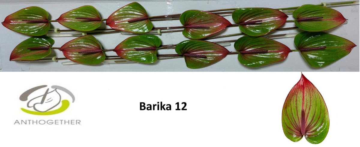 12x Anth.barika 10cm