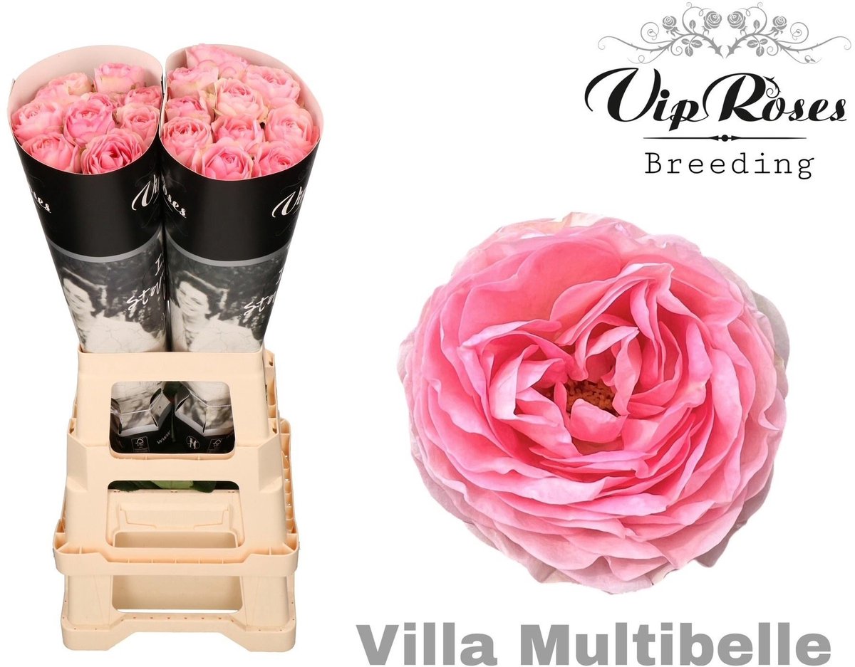 10x Rosa villa multibelle 70cm