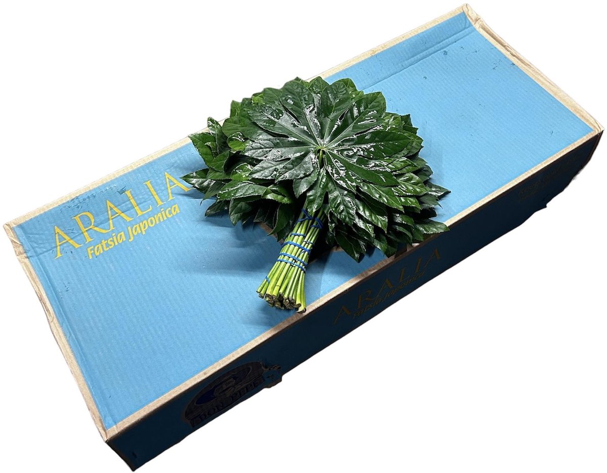 5x Sg aralia super xl 70cm