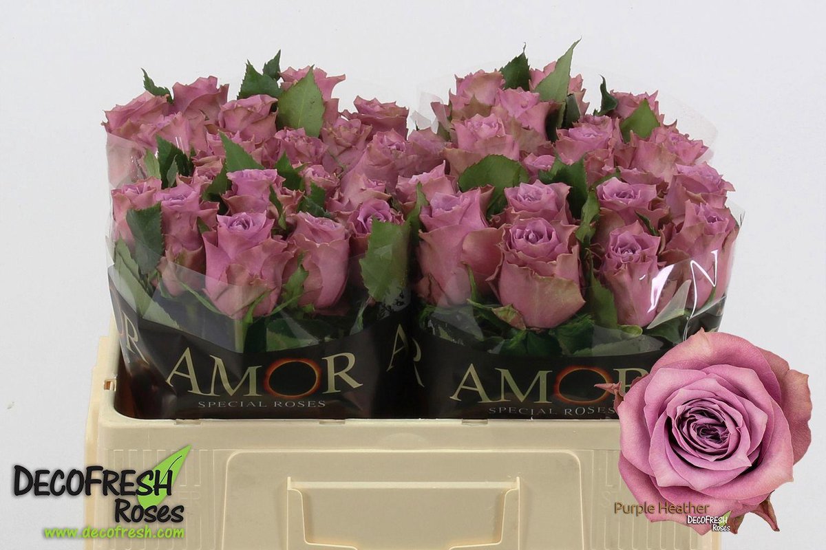 10x Rosa purple heather 50cm