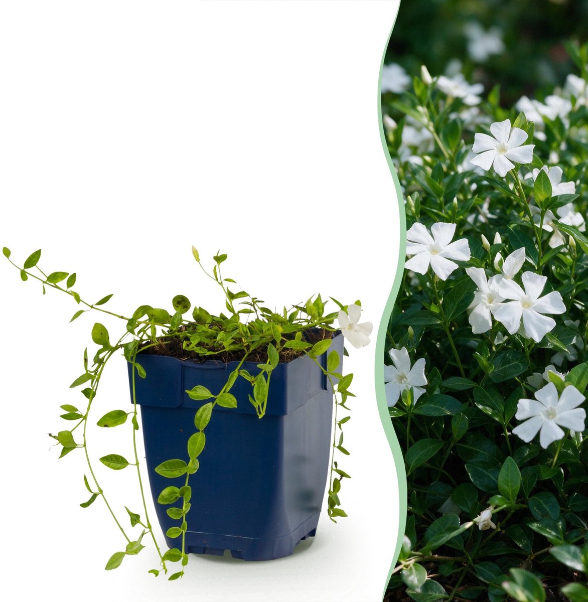 Green boutiQ - Vasteplant - Vinca minor Alba - Maagdenpalm - Bodembedekkend - Wit - 1 Plant - Pot 11cm - Hoogte 15-25cm