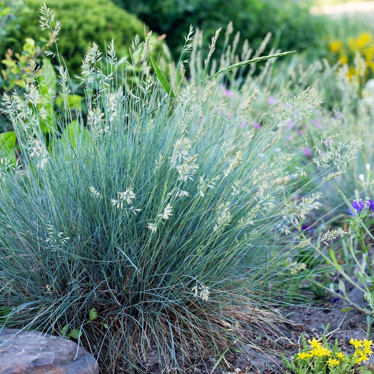 Elzusha - Festuca Glauca Intense Blue - Siergras - Groenblijvend