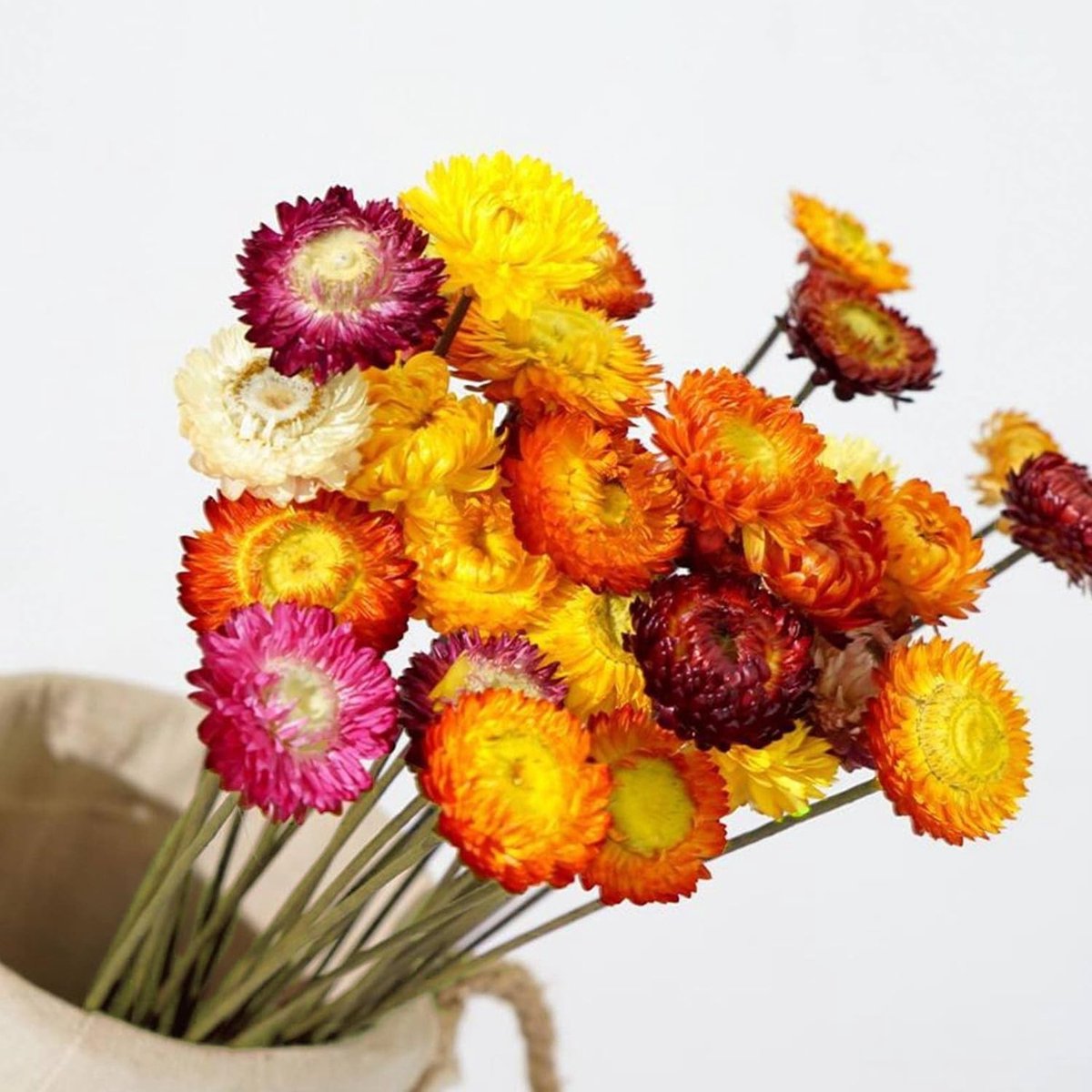 Multicolour Chrysanthemums, 30 Stuks Gedroogde Bloemen, Perfect voor Bruiloften, Creatieve Knutselprojecten en Thuisdecoratie