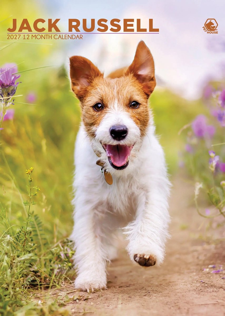 Jack Russell Terrier A3 Kalender 2027
