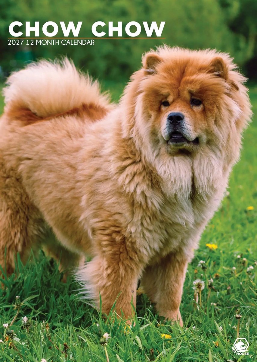 Chow Chow A3 Kalender 2027
