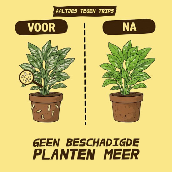 Twee planten: links een aangetaste plant met trips, rechts een gezonde plant.