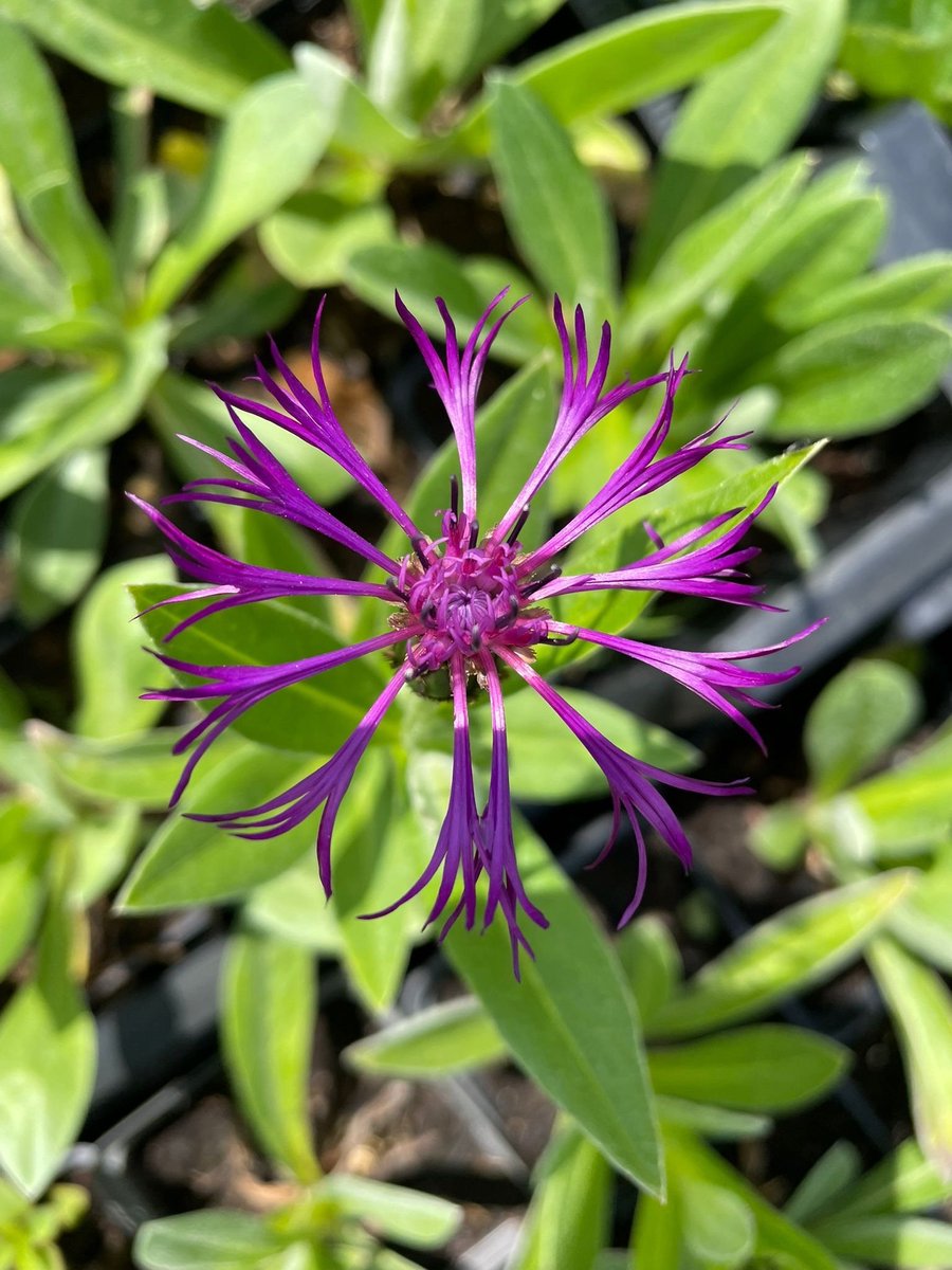 6x Centaurea montana 'Amethyst Dream' - Korenbloem - P9 Pot (9 x 9cm) - Dima Vaste Planten