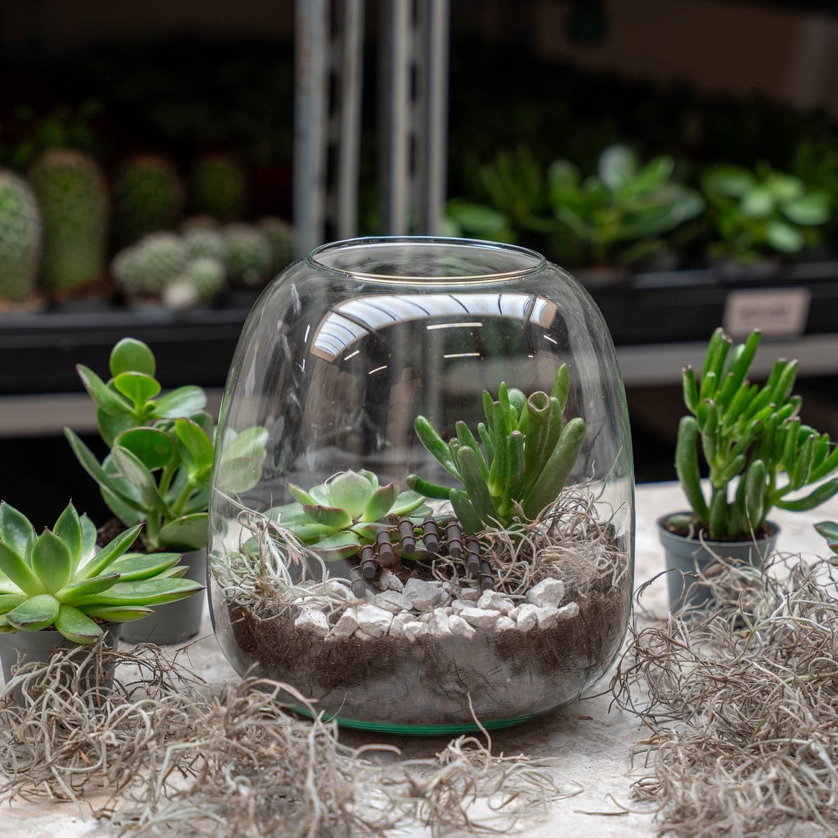 Emma Mini Succulent - Open terrarium - Flessentuin DIY kit - Ø 19 cm ↑ 20 cm