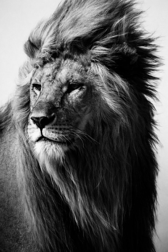 Gros plan d'un lion majestueux à la crinière flottante, noir et blanc.