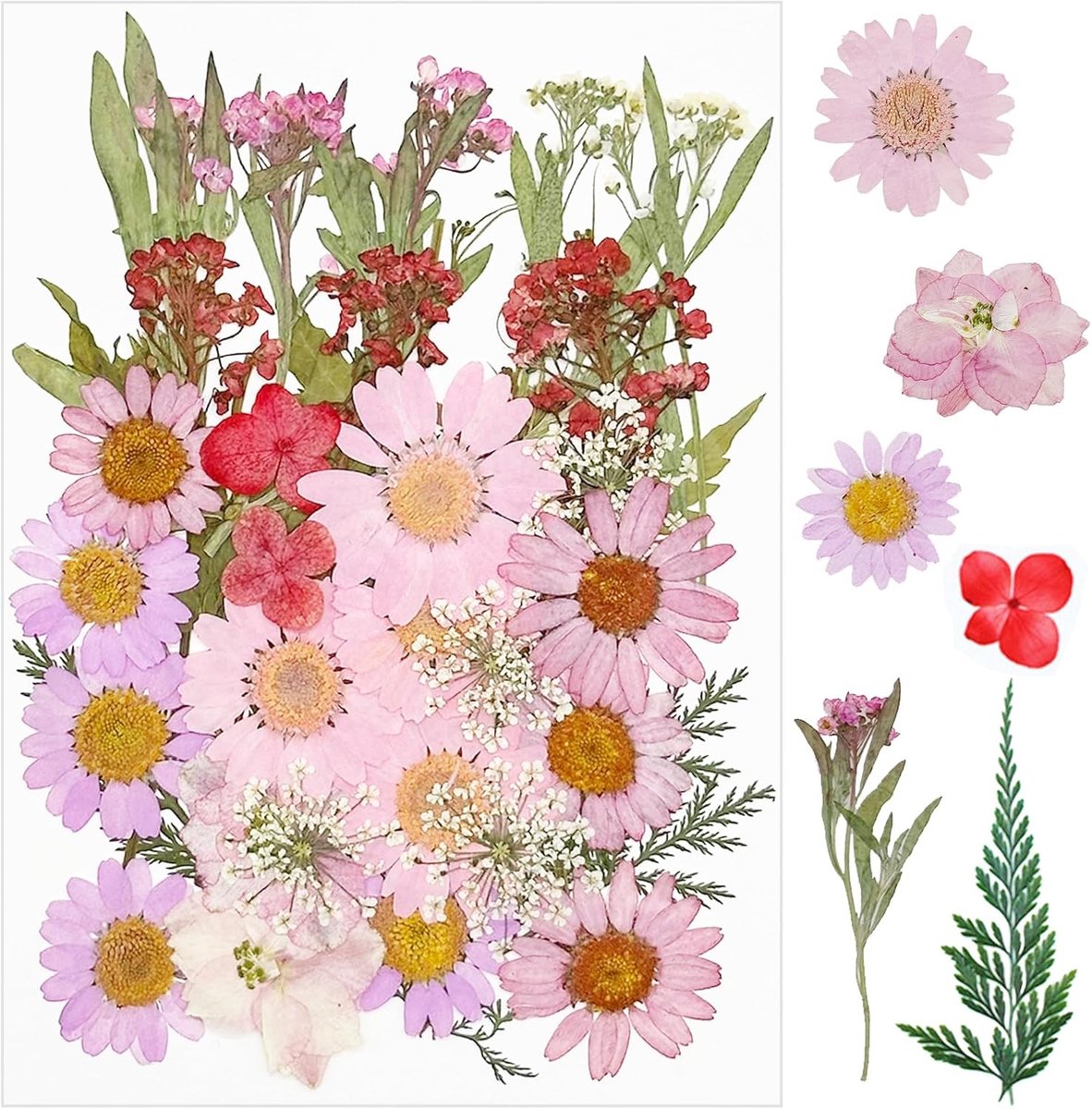 36 Stuks Gedroogde Bloemen voor Hars, Natuurlijke Geperste Rozen, DIY Sieraden en Kaarsen 