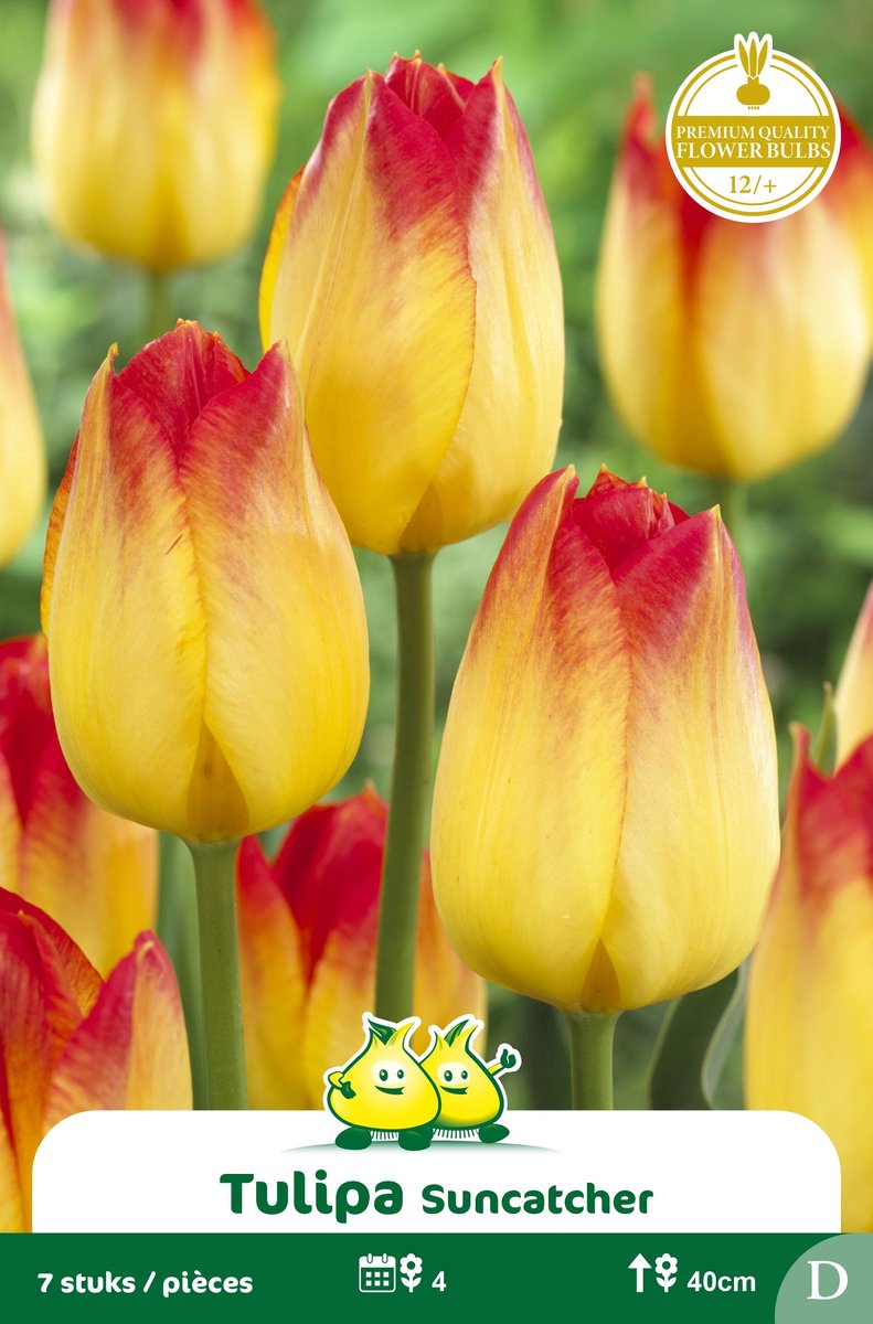 2 Zakjes Triumph Tulpen Suncatcher maat 12/+