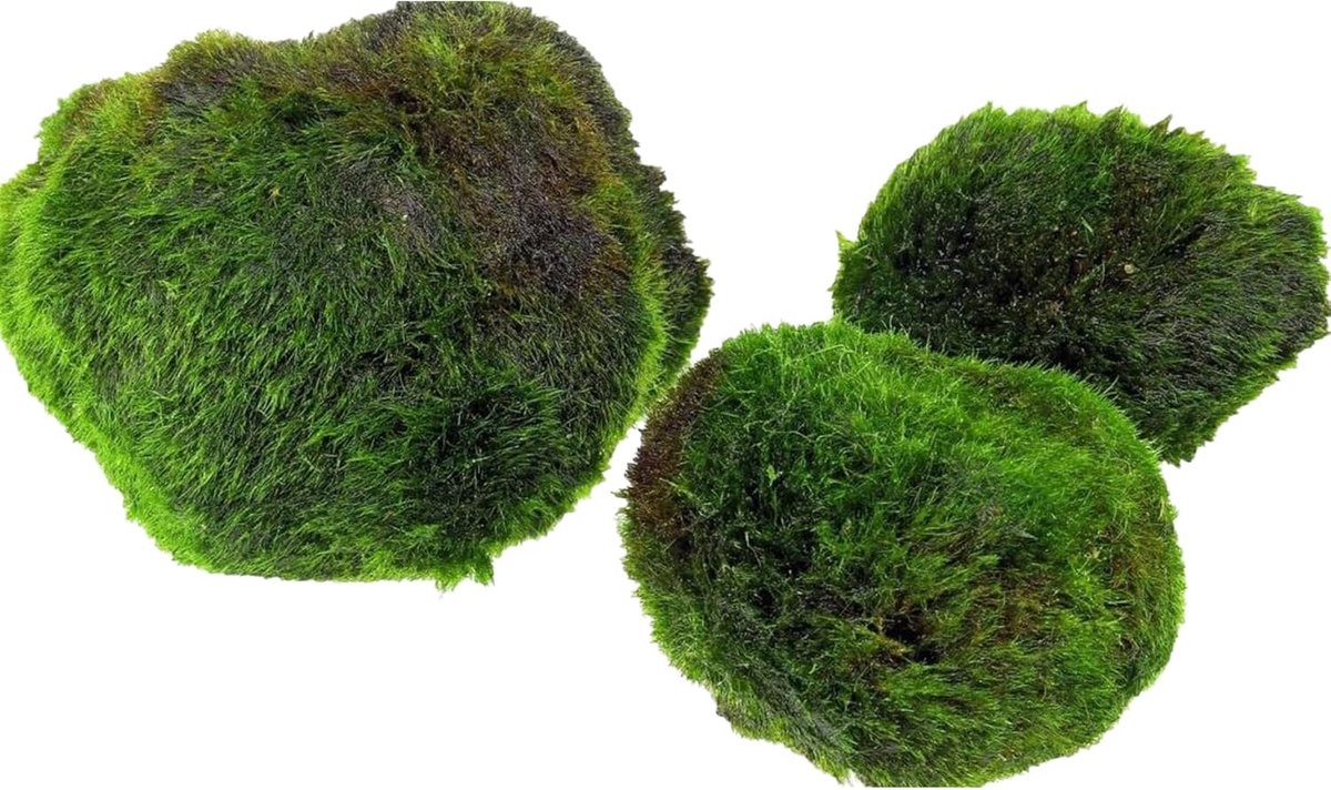 SnelShoppen - Set van 3 Marimo Mosballen 4-5 cm - Levende Planten voor Zoetwateraquarium - Makkelijk in Onderhoud - Natuurlijke Decoratie voor Aquariu