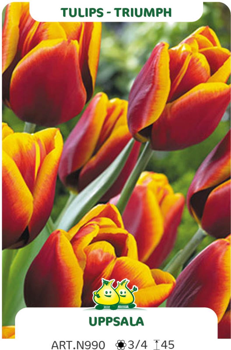 25 Bollen Triumph Tulpen Uppsala maat 12/+