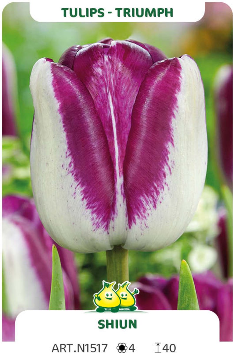 25 Bollen Triumph Tulpen Shiun maat 12/+