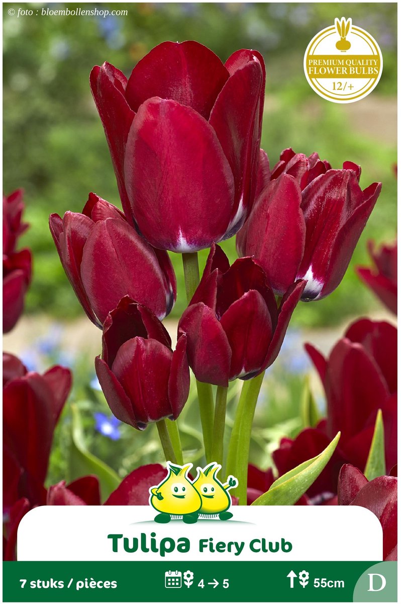 2 Zakjes Meerbloemige Tulpen Fiery Club maat 12/+