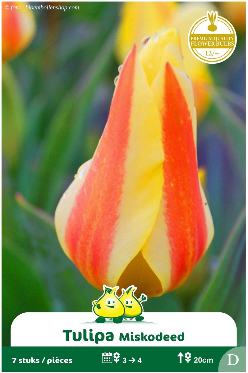 25 Bollen Gregii Tulpen Miskodeed maat 12/+