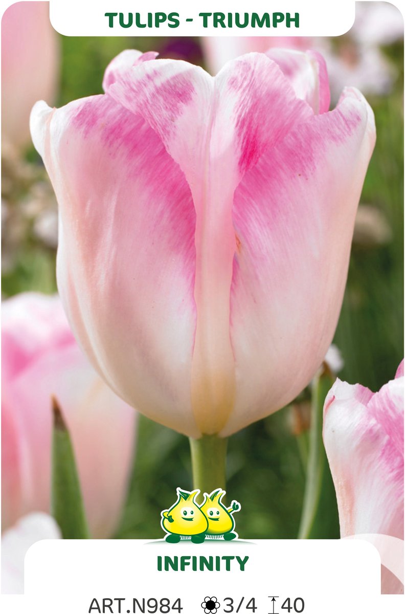 25 Bollen Triumph Tulpen Infinity maat 12/+