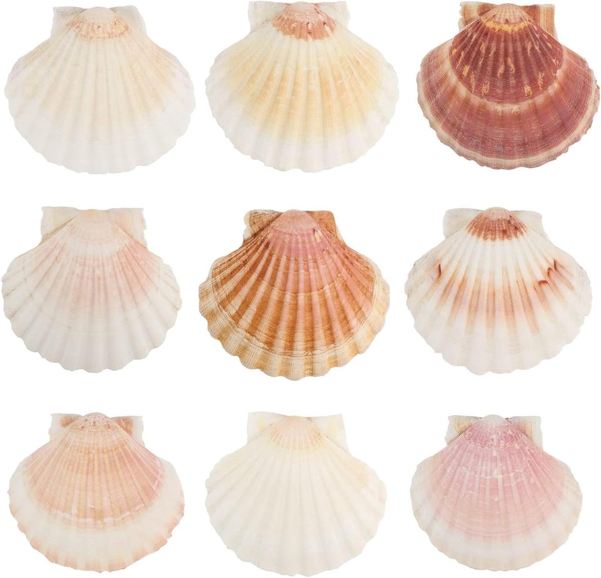 Natuurlijke Schelpen - Decoratie Schelpen - Huis Decoratie - Pure Natuurlijke Materie - 10 Stuks - Natuurlijke Kleuren