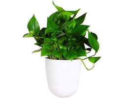 Hoek Wandbloempot - Zelfwaterend Pot - Planten Verzorgen - Ruimtebesparend Ontwerp - M Medium - Wit