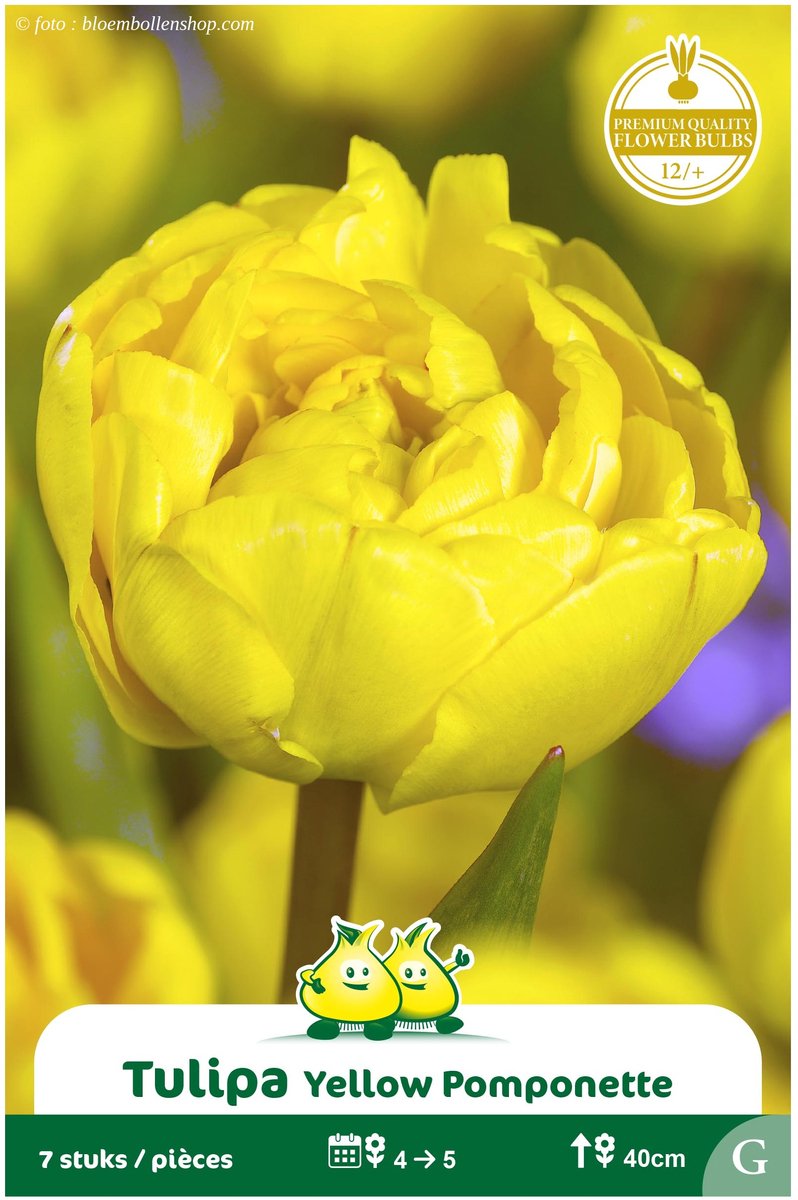 25 bollen Dubbele Tulpen Yellow Pomponette maat 12/+