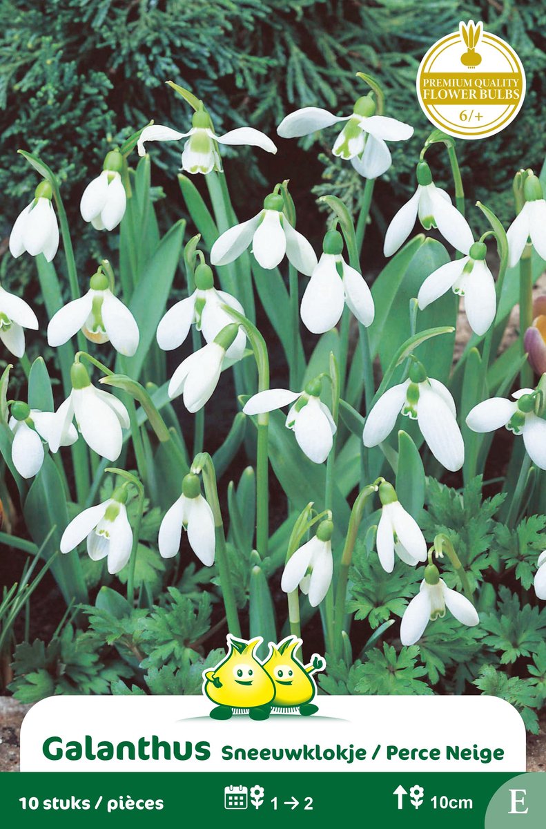 2 Zakjes Galanthus - Sneeuwklokje maat 6/+