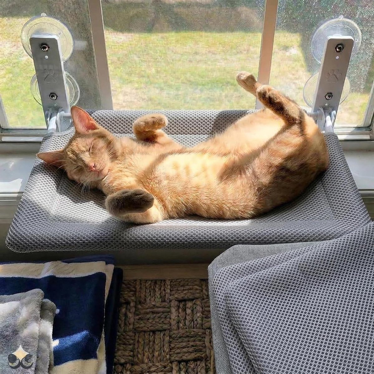 Kattenhangmat Raam - Kattenbed Raam - Katten Ontspannen - Versterkte Zuignappen - 52 x 30 cm - Grijs