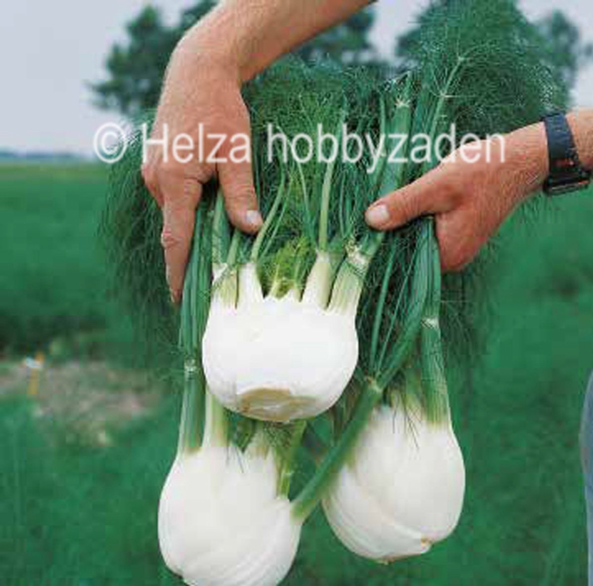 Knol Venkel Merida® F1 ca 50 zaden