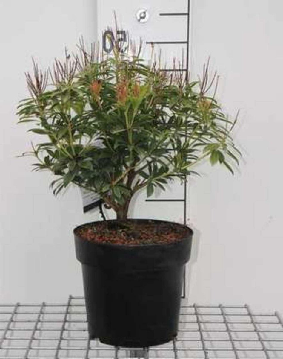 Rotsheide plant - Groenblijvende struik - Tuin decoratie - Compacte groeiwijze - 30-40 cm - Groen