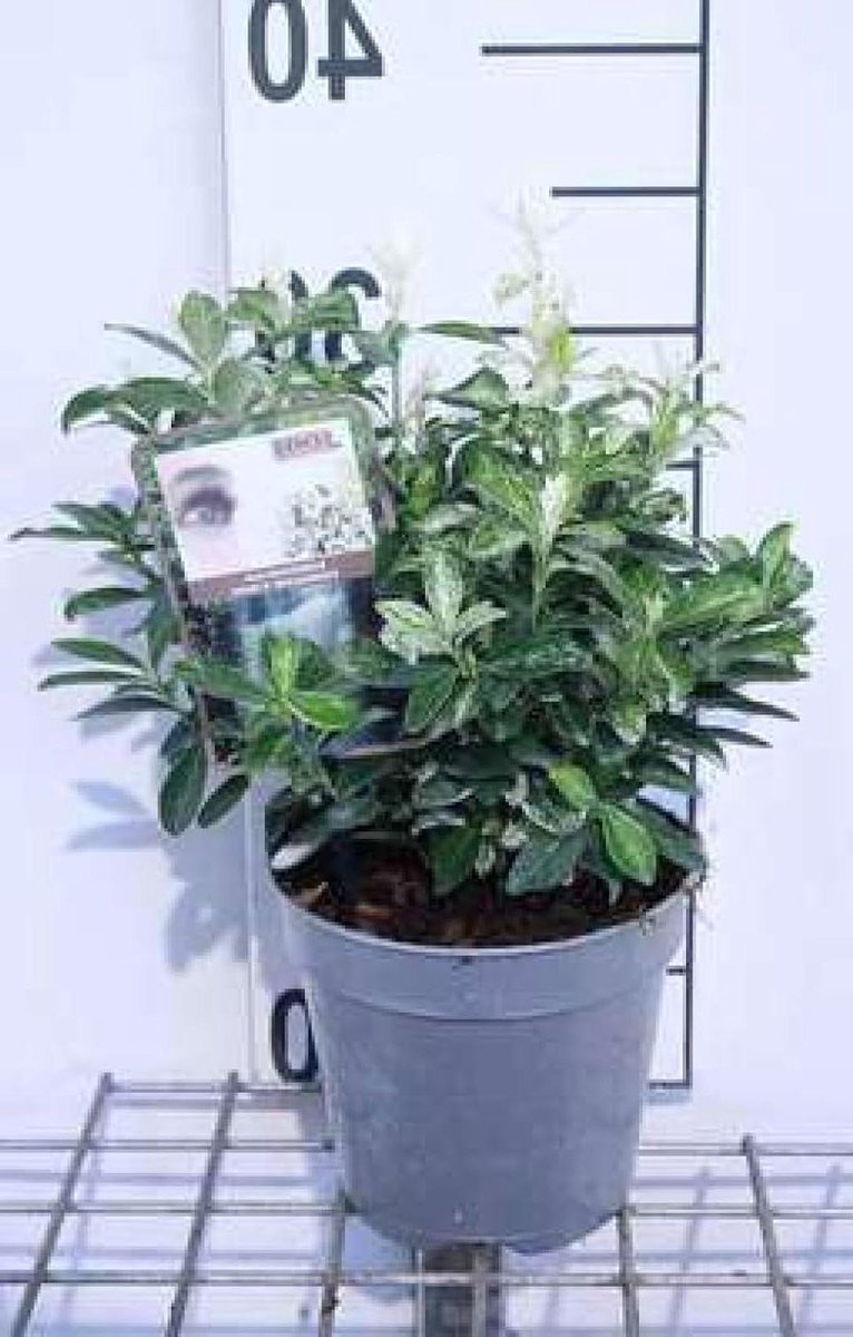 Kardemijnstruik Pierrolino - Japanse Kardemijn - Tuin Decoratie - Wit-groen gevlekt blad - 20-25 cm pot - Groen