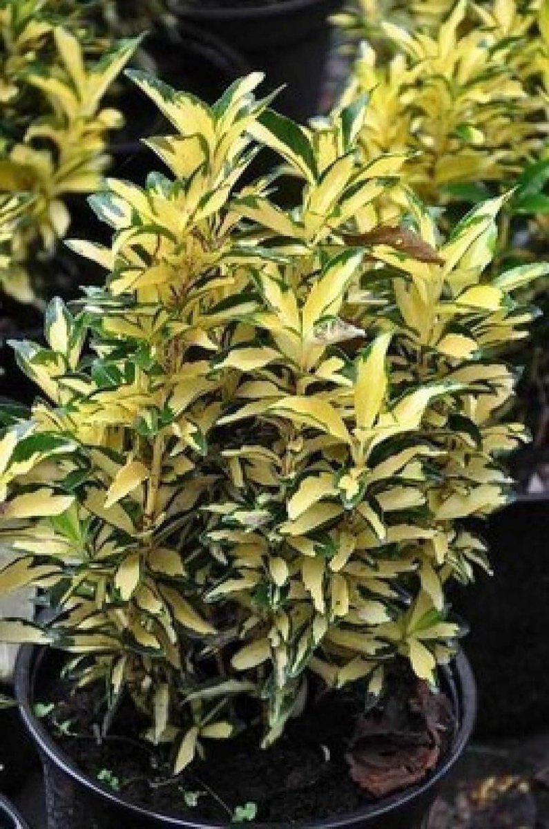 Japanse Kardinaalsmuts - Euonymus Aureus - Tuinieren Bodembedekker - Gouden Bladrand - 20-25 cm - Groen